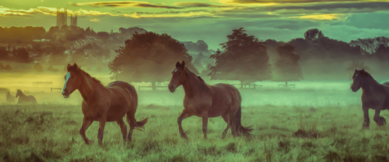 horces on the commons field in lincoln